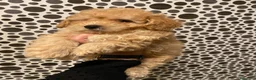 Caniche Toy perros en venta: Precioso caniche toy en Madrid - Anuncio 1
