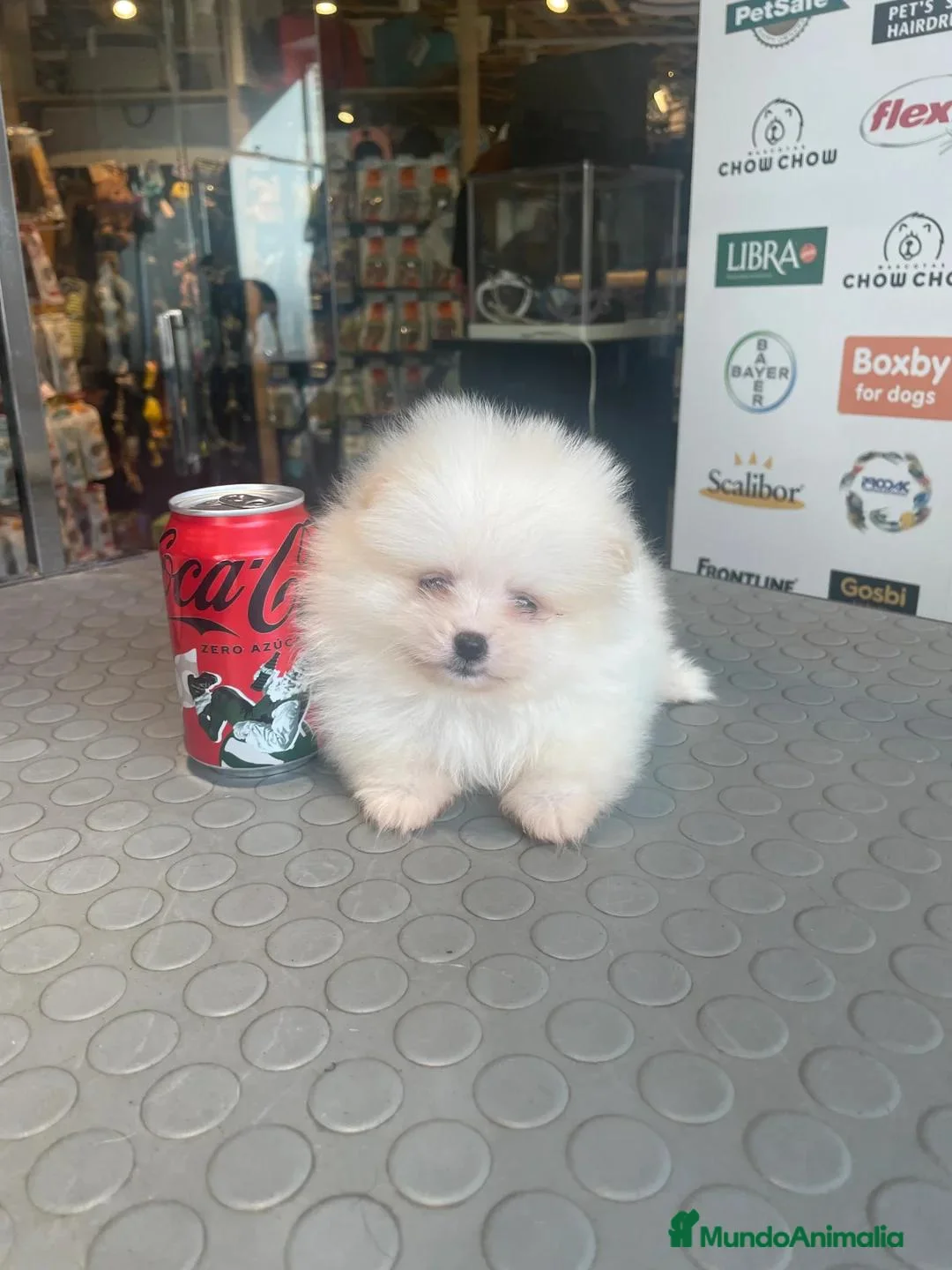Pomerania perros en venta: Pomeranian - Anuncio 7