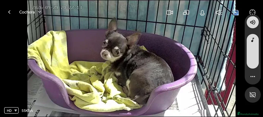 Chihuahua perros en venta: CHIHUAHUA MINI  - Anuncio 2