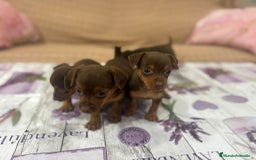Pinscher Miniatura perros en venta: Pinscher miniatura chocolate  - Imagen 7