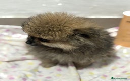 Pomerania perros en venta: Lulu pomerania mini toy  - Imagen 8