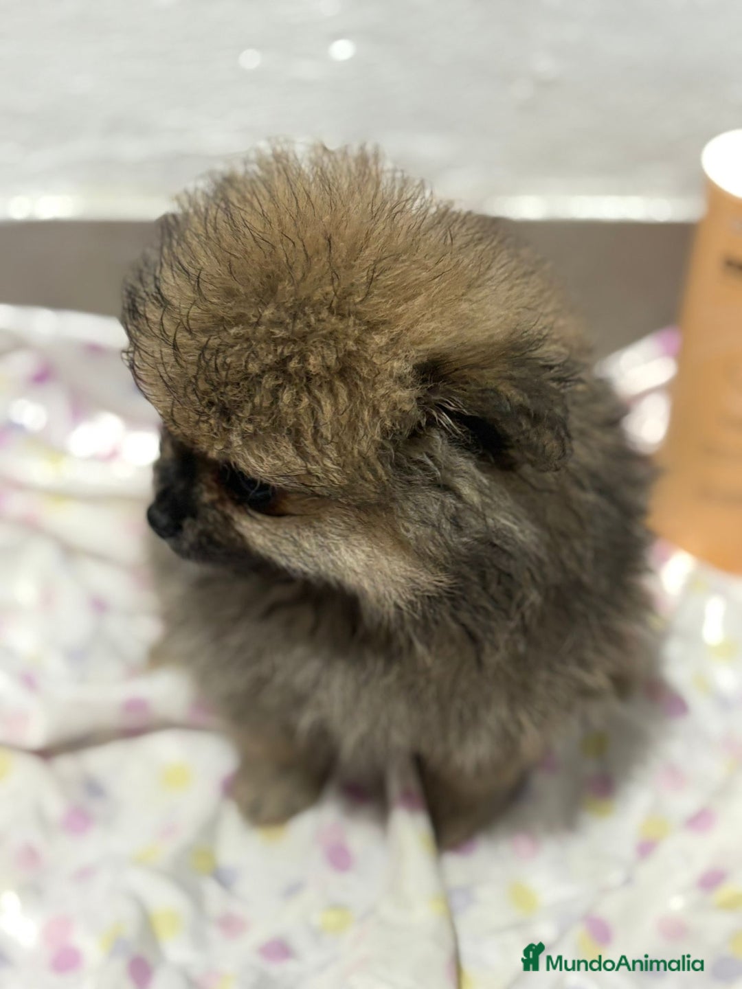 Pomerania perros en venta: Lulu pomerania mini toy  - Imagen 8
