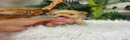 Maltipoo perros en venta: MALTIPOO HEMBRA - Anuncio 8