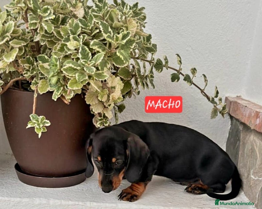 Teckel Miniatura perros en venta:  MACHO TECKEL  en Murcia - Imagen 5