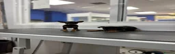 Pinscher Miniatura perros en venta: Cachorros Mini Pinscher 500€ ¡PRECIO REAL! - Anuncio 2