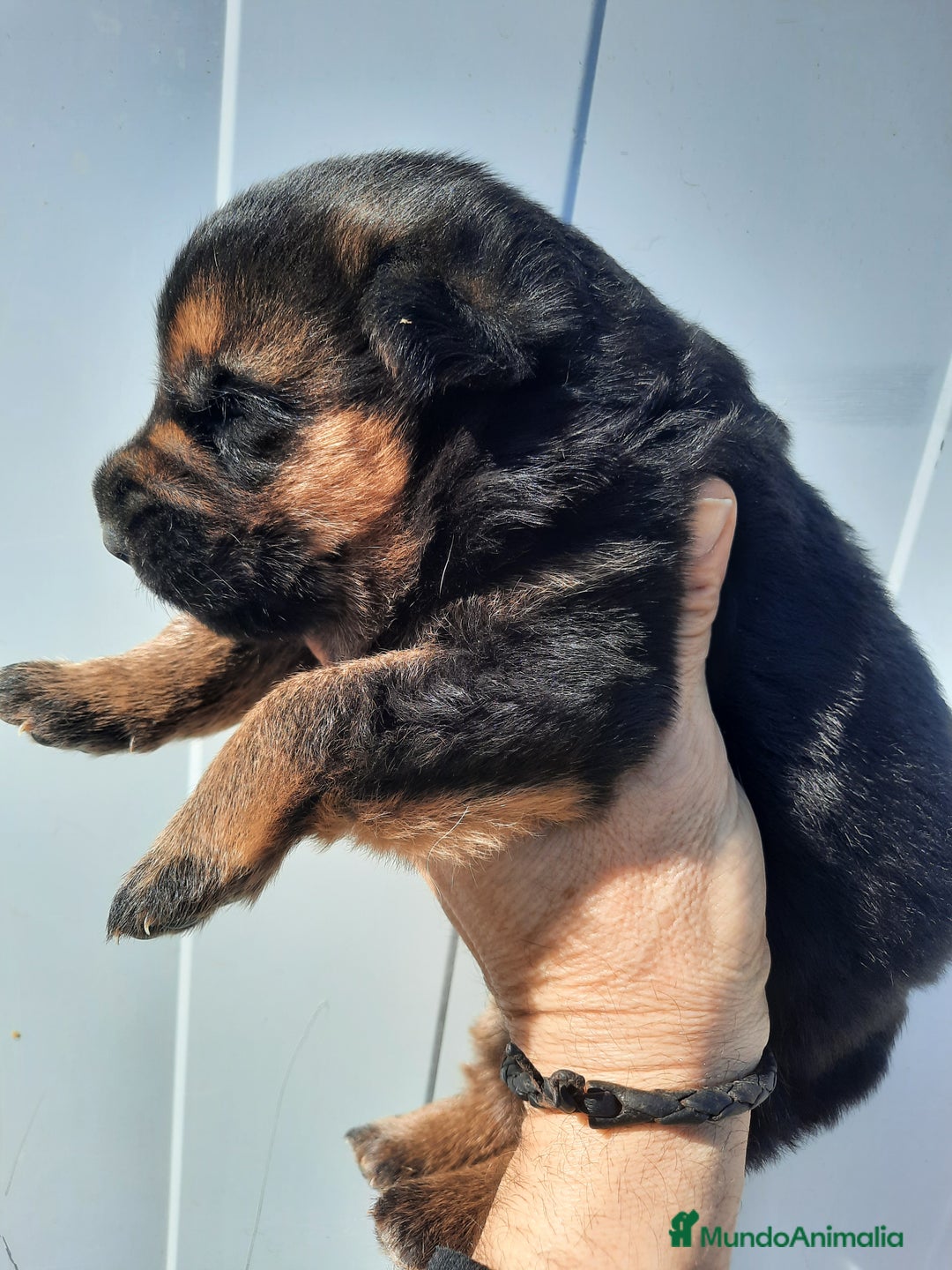 Pastor Alemán perros en venta: Pastores alemanes  - Imagen 6