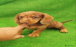 Teckel perros en venta: Cachorros de Teckel - Imagen 4