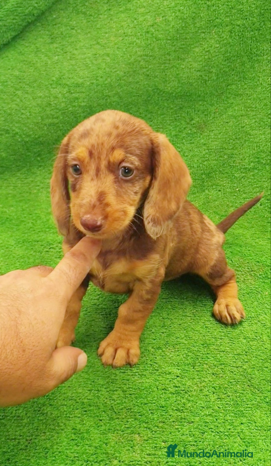 Teckel perros en venta: Cachorros de Teckel - Imagen 4