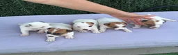 Jack Russell Terrier perros en venta: Jack russell terrier  - Anuncio 3