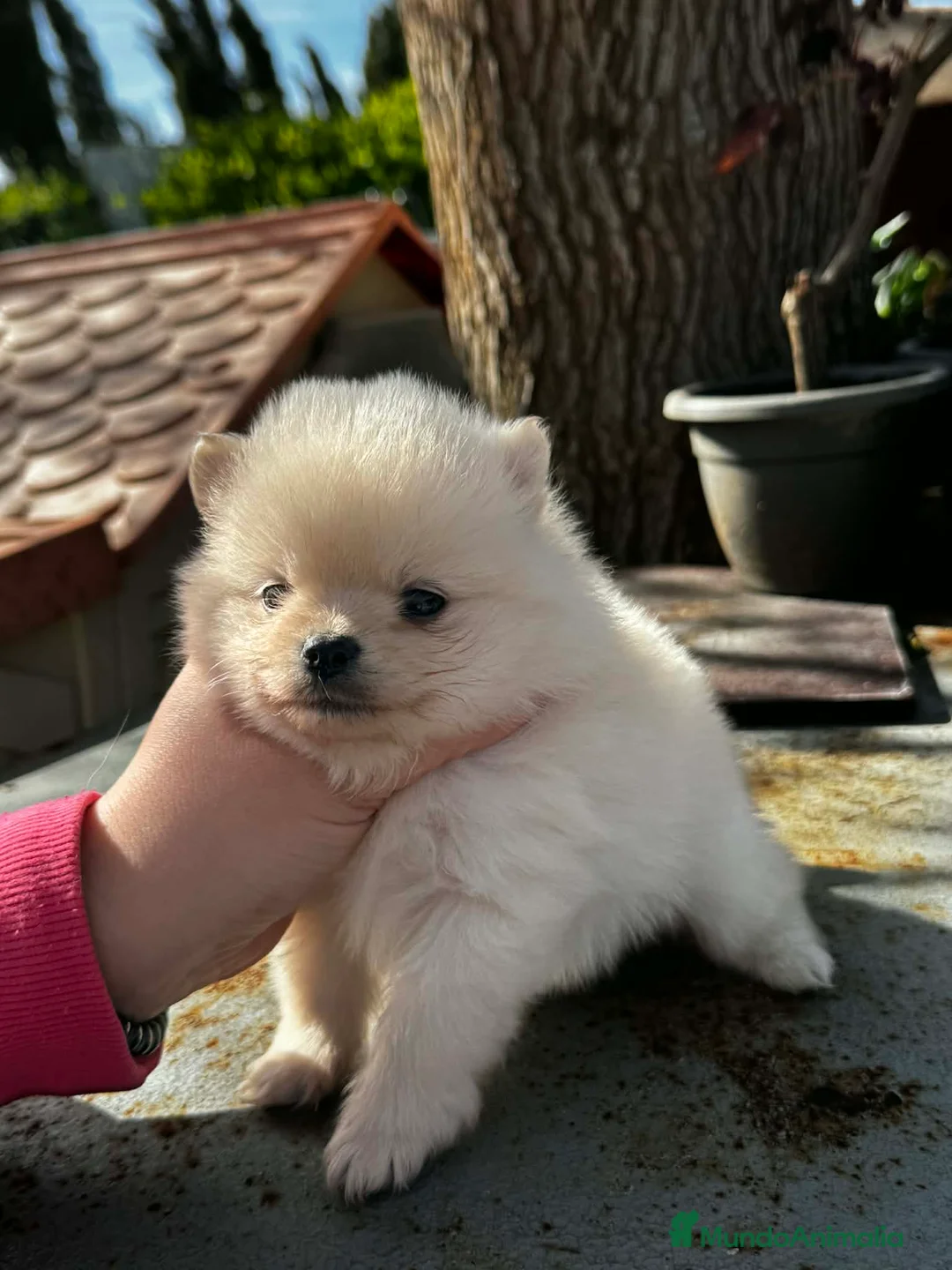 Pomerania perros en venta: Disponible 3 machitos POMERANIA - Anuncio 1