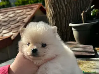 Pomerania perros Disponible 3 machitos POMERANIA - Anuncio 1
