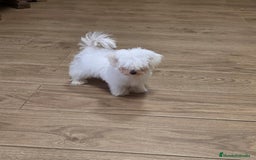 Bichón Maltés perros en venta:  bichón maltes   machito precioso  - Imagen 4