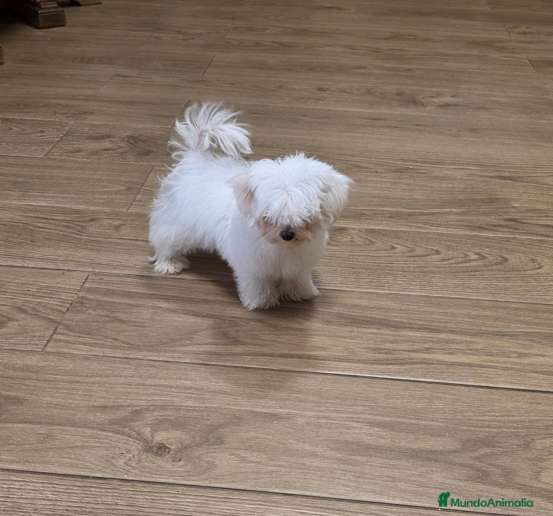 Bichón Maltés perros en venta:  bichón maltes   machito precioso  - Imagen 4
