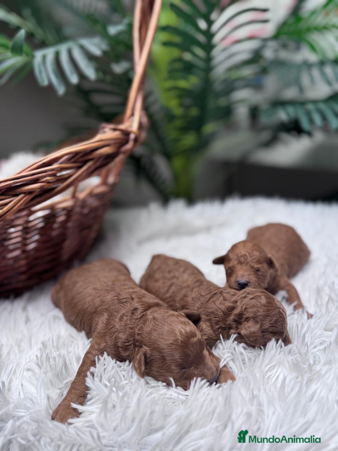 Caniche Toy perros en venta: CANICHE TOY ROJO - Anuncio 13