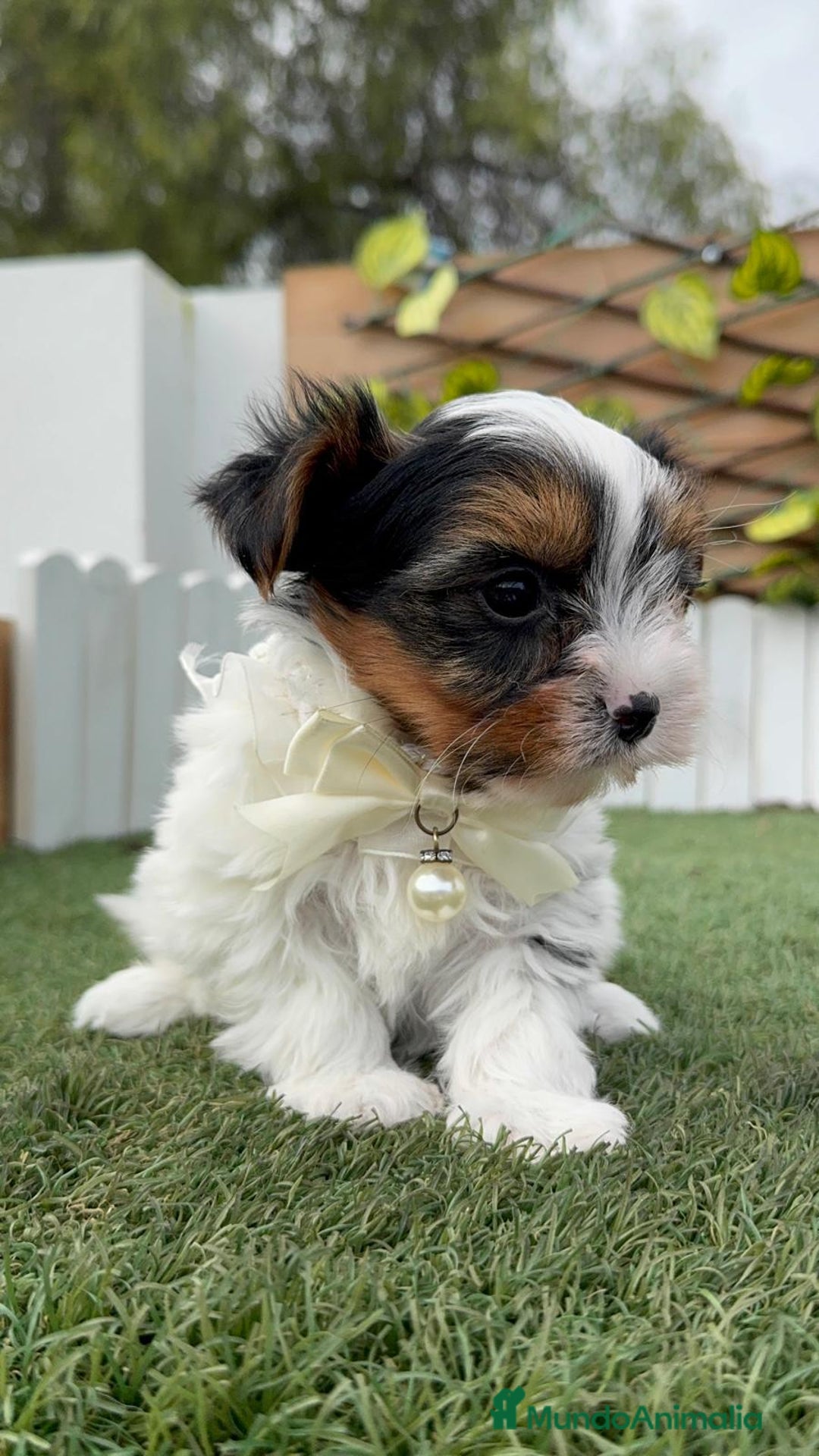 Yorkshire Terrier perros en venta: YORKSHIRE BIEWER - Anuncio 3