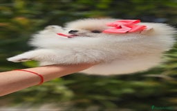 Pomerania perros en venta: HEMBRITA POMERANIA DIMINUTA  - Imagen 1