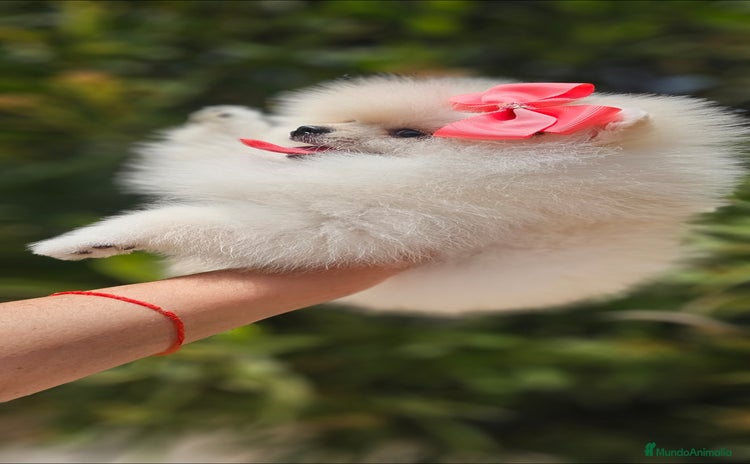 Pomerania perros - Anuncio 1