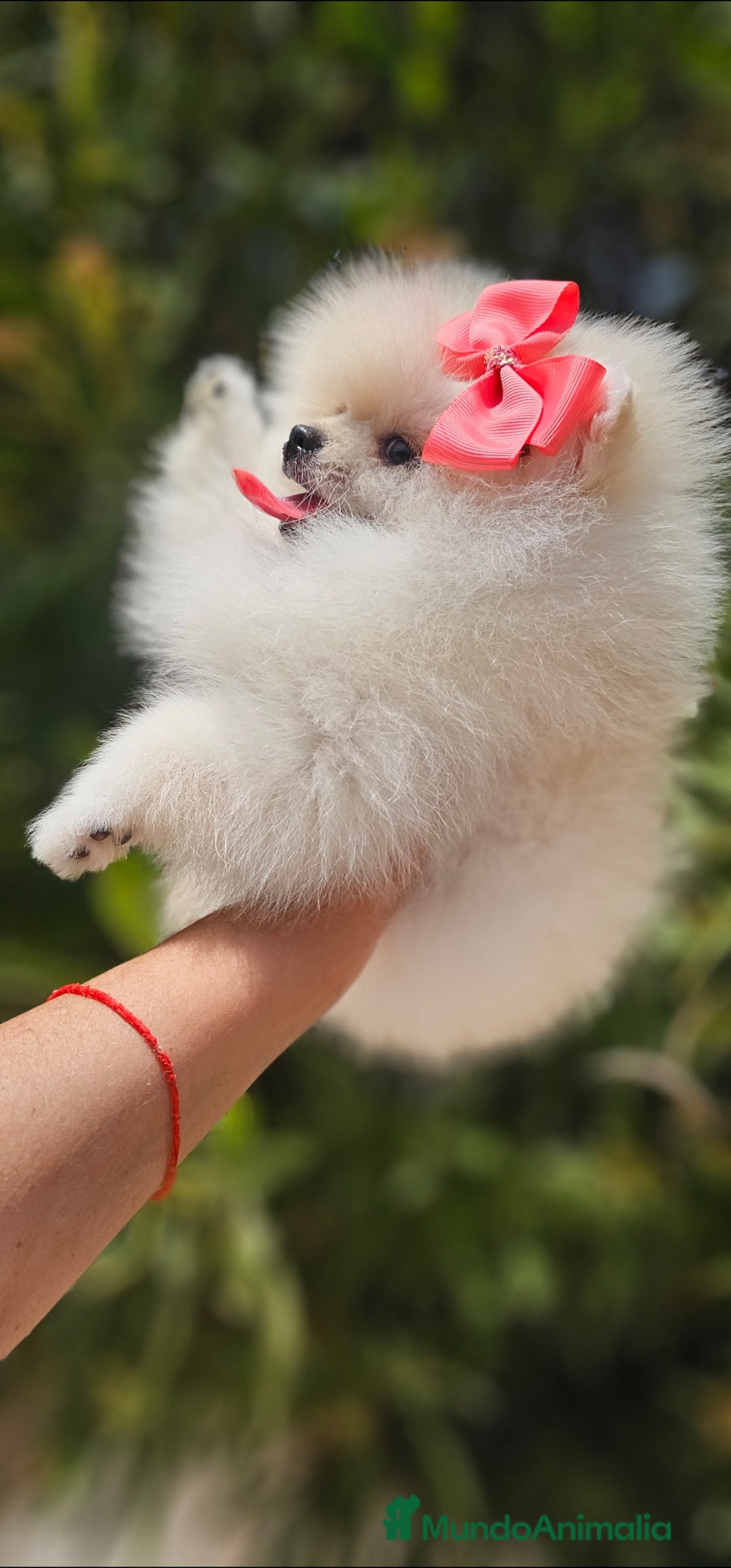 Pomerania perros en venta: HEMBRITA POMERANIA DIMINUTA  - Imagen 1