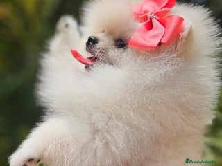 Pomerania perros - Anuncio 1