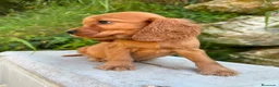 Cocker Spaniel Inglés perros en venta: Cocker Ingles - Anuncio 4