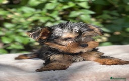 Yorkshire Terrier perros en venta: Yorkshire Toy macho  - Imagen 5