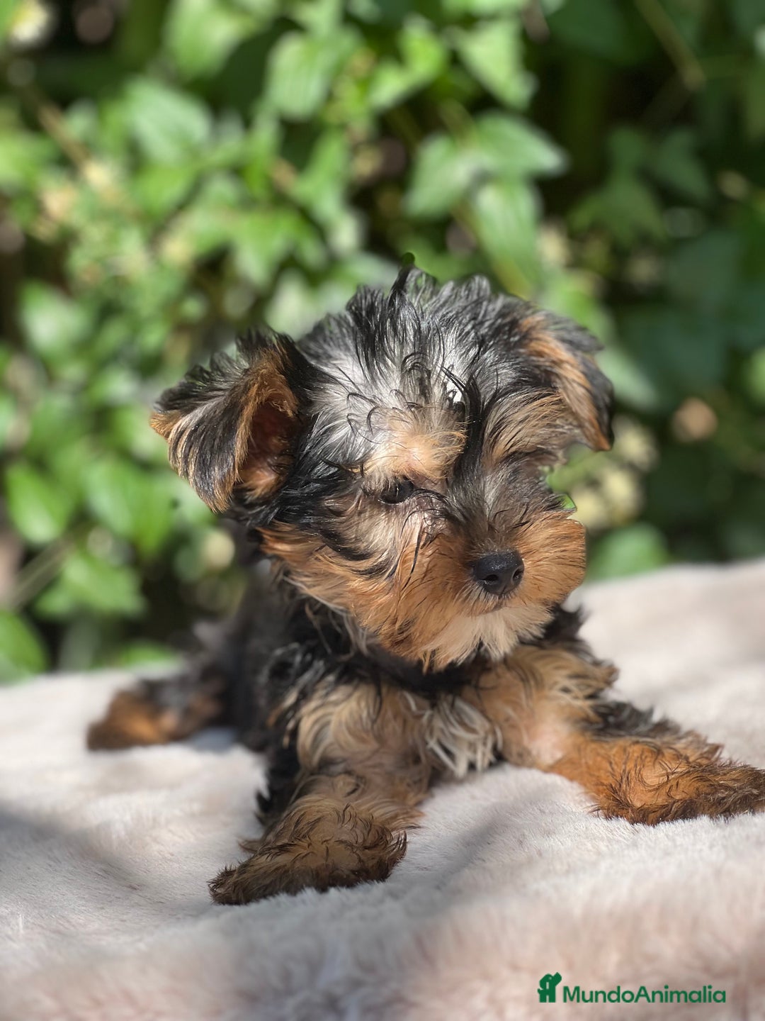 Yorkshire Terrier perros en venta: Yorkshire Toy macho  - Imagen 5