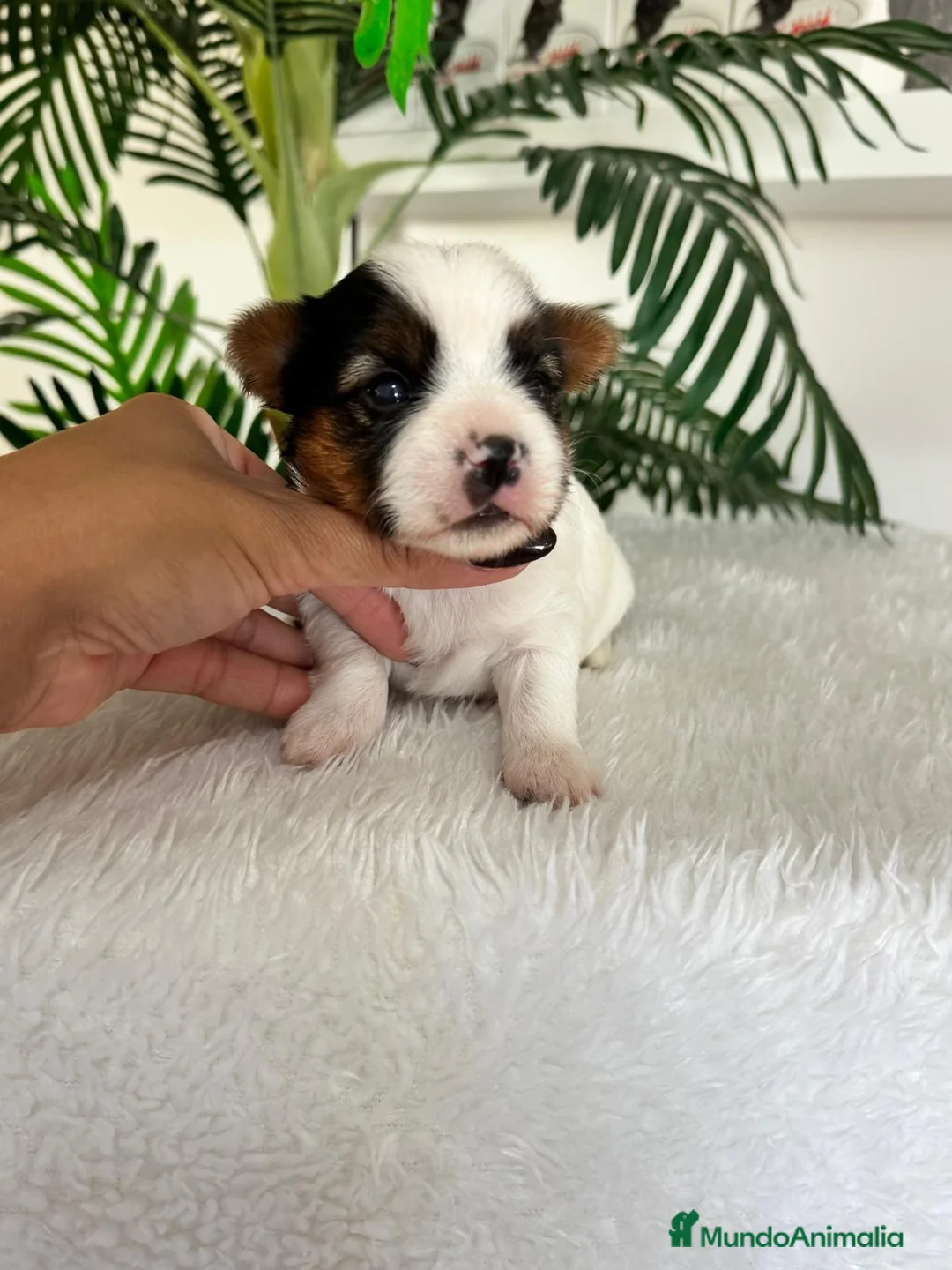 Yorkshire Terrier perros en venta: YORKSHIRE BIEWER - Anuncio 1