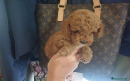 Caniche Toy perros en venta: Camada de Caniche toy - Imagen 2