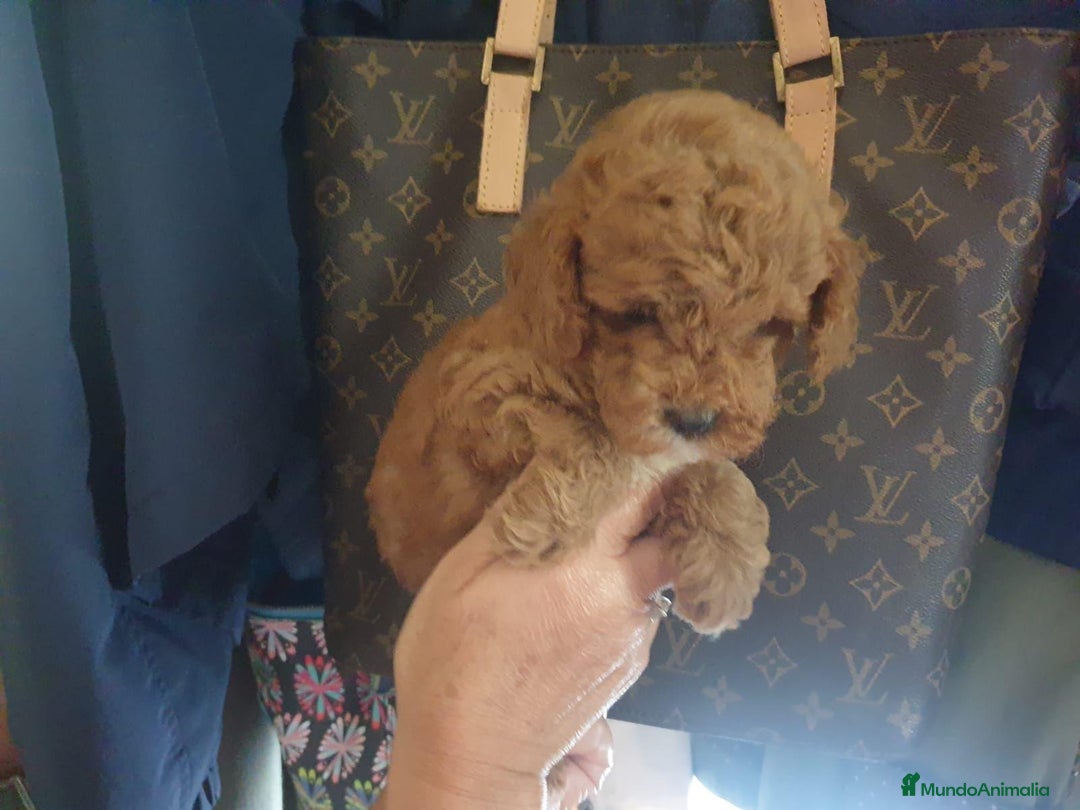 Caniche Toy perros en venta: Camada de Caniche toy - Imagen 2