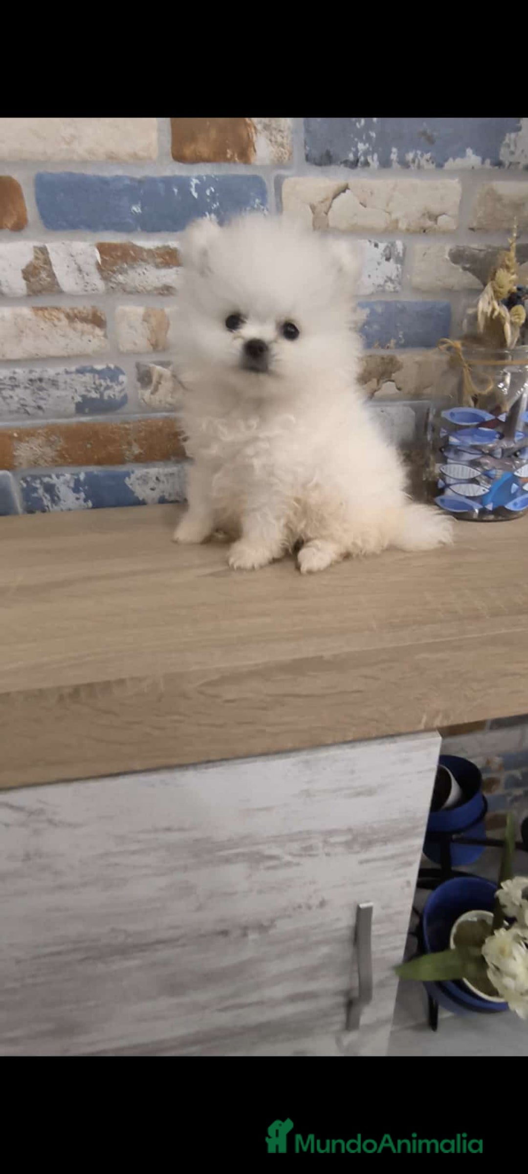 Pomerania perros en venta: pomerania macho toy blanco - Imagen 1