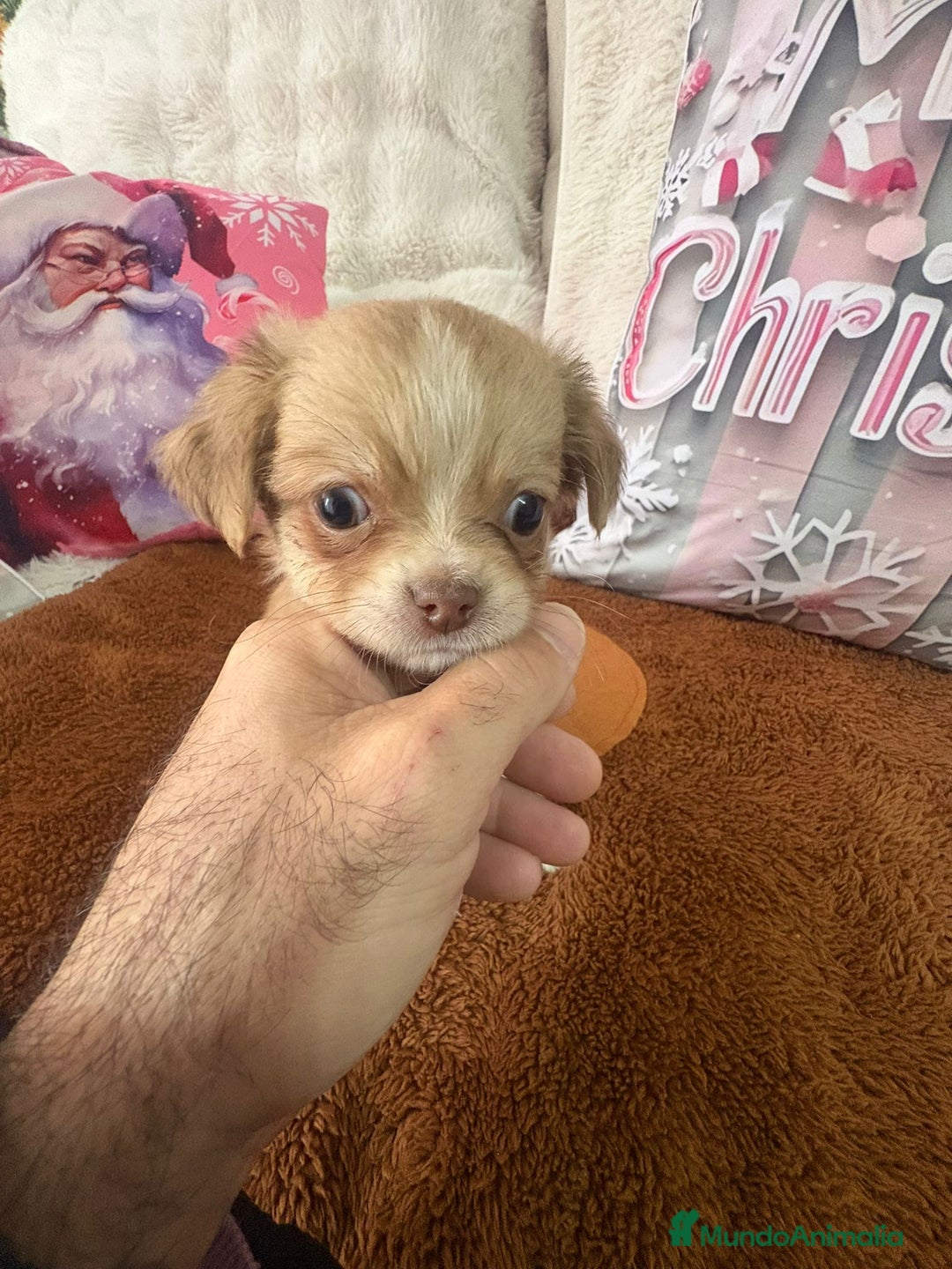 Chihuahua perros en venta: Chihuahua toy pelo largo  - Anuncio 15