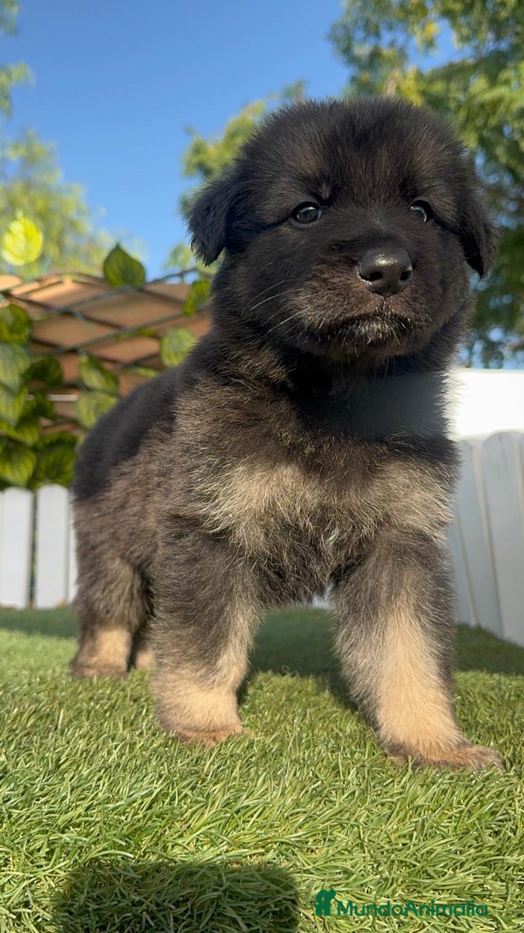 Pastor Alemán perros en venta: PASTOR ALEMÁN HEMBRA - Imagen 9