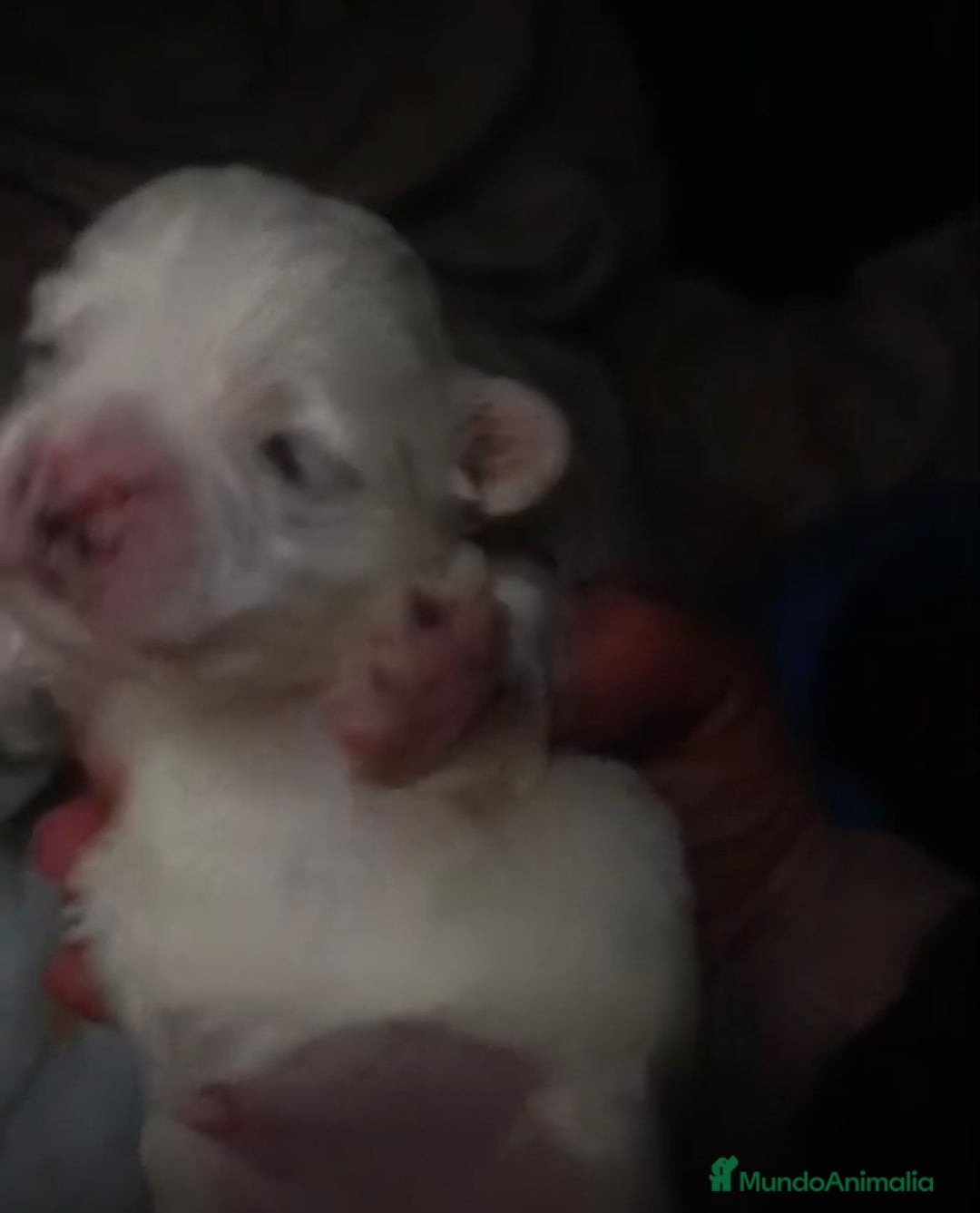 Bichón Maltés perros en venta: Bichon maltés toy - Anuncio 6