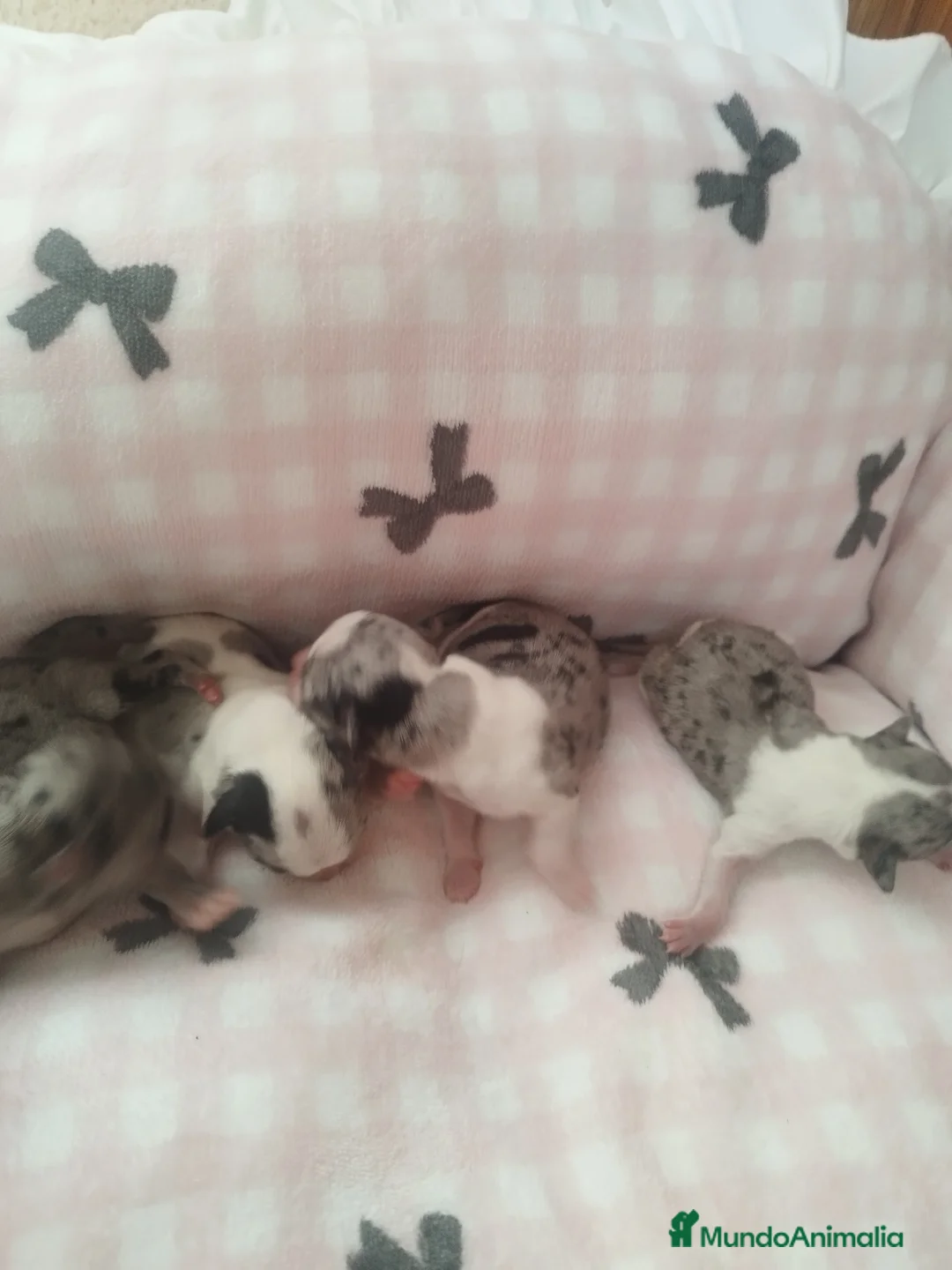 Chihuahua perros en venta: CHIHUAHUAS TOYS MERLE EXCLUSIVOS - Anuncio 5