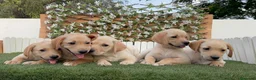 Labrador Retriever perros en venta: LABRADOR RETRIEVER - Anuncio 1