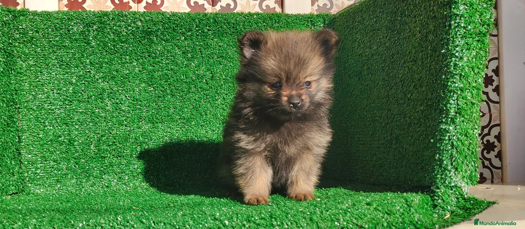 Pomerania perros en venta: Pomerania  - Anuncio 10