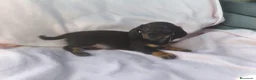 Teckel Miniatura perros en venta: Teckel kanichen  - Anuncio 6