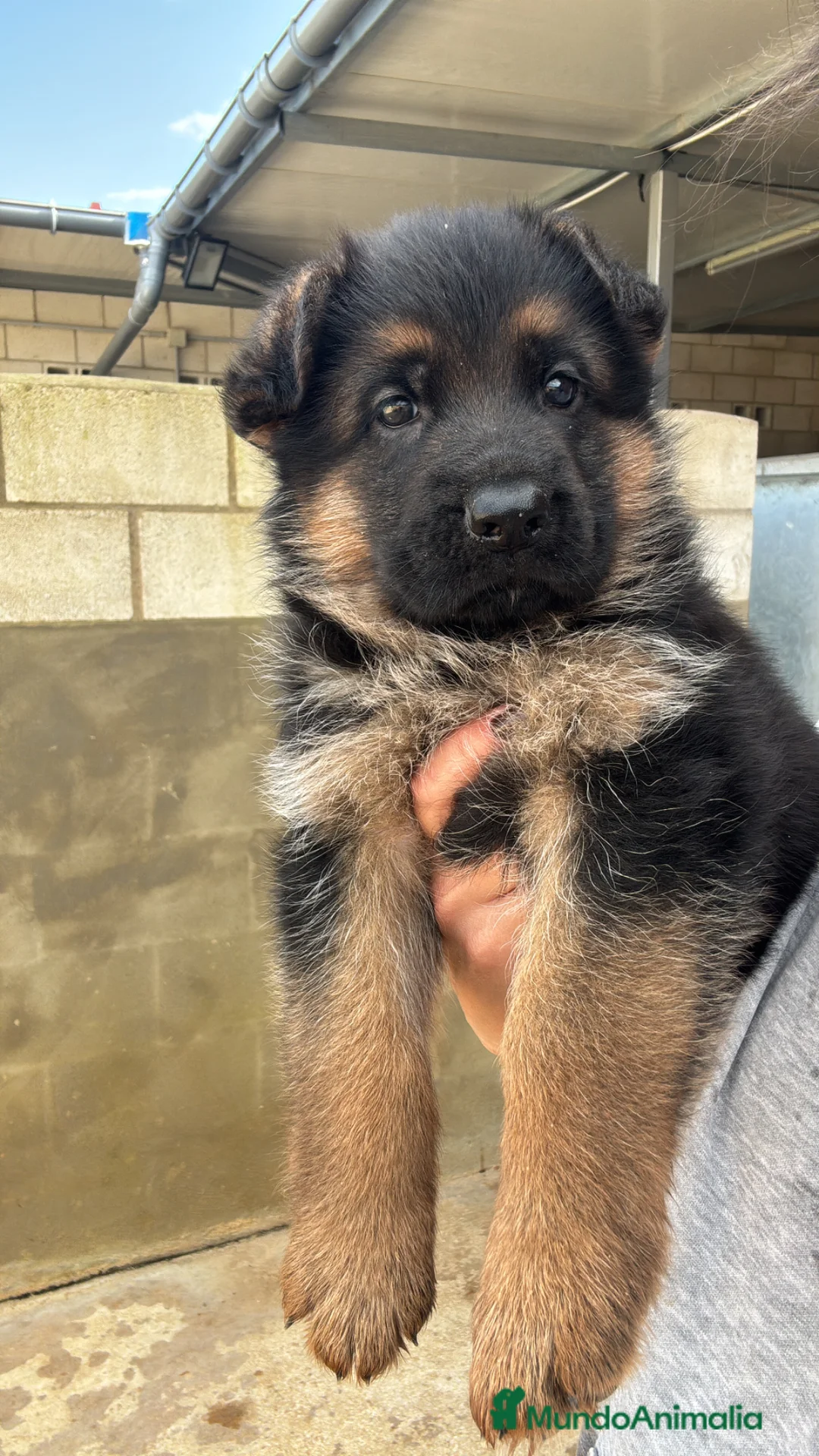 Pastor Alemán perros en venta: CACHORROS DE PASTOR ALEMAN - Anuncio 6