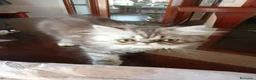 Persa gatos en venta: Persa en Tarragona - Anuncio 3