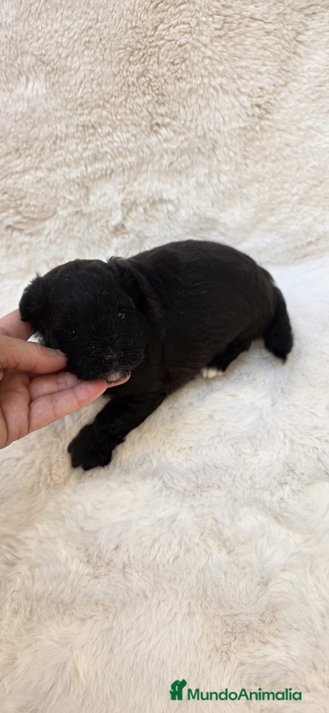 Pomapoo perros en venta: Pomapoo  - Imagen 2