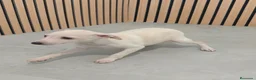 Pequeño Lebrel Italiano perros en venta: Pequeño Lebrel Italiano Piccolo Galgo Italiano  - Anuncio 8