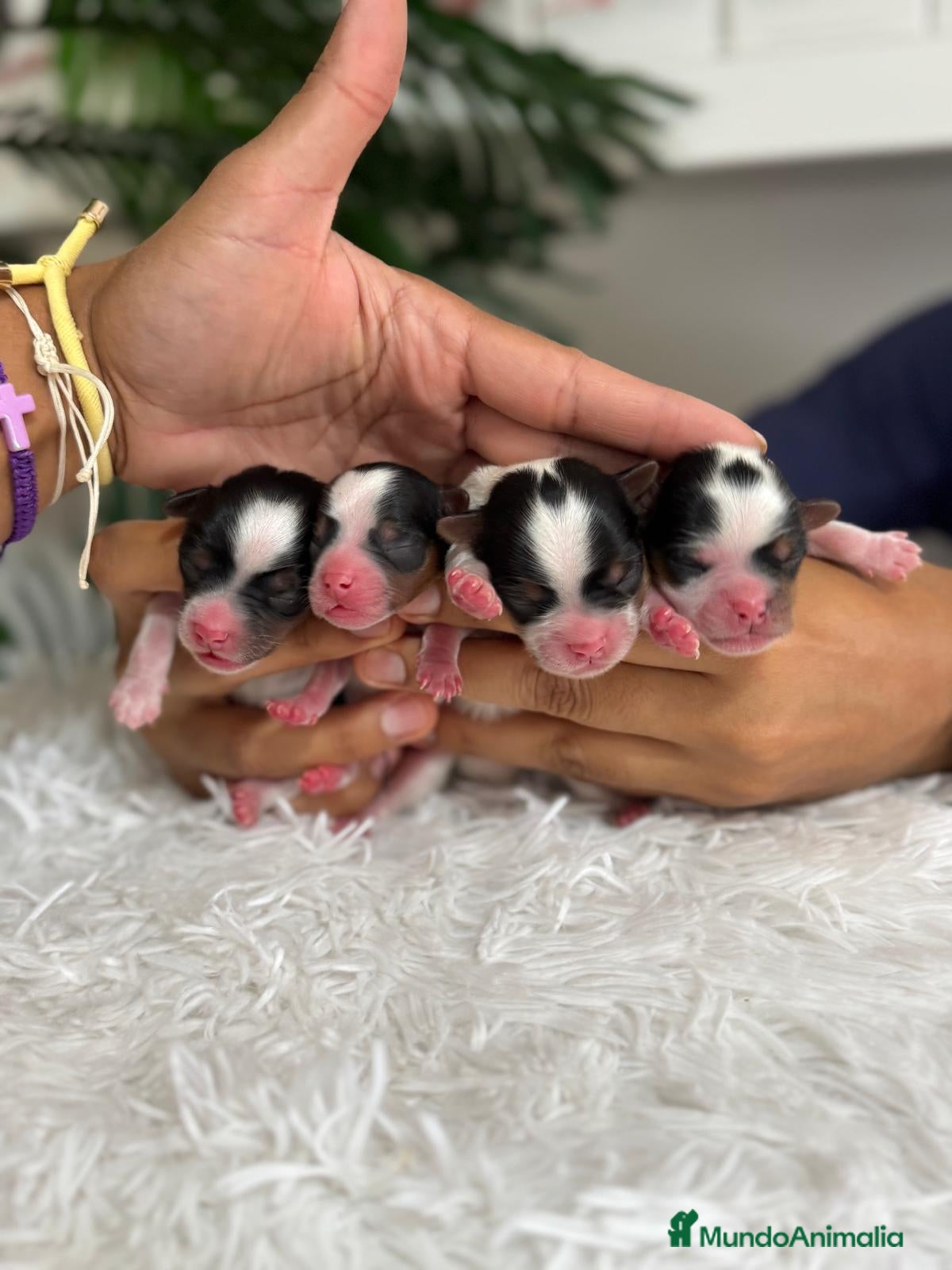 Yorkshire Terrier perros en venta: YORKSHIRE BIEWER - Anuncio 1