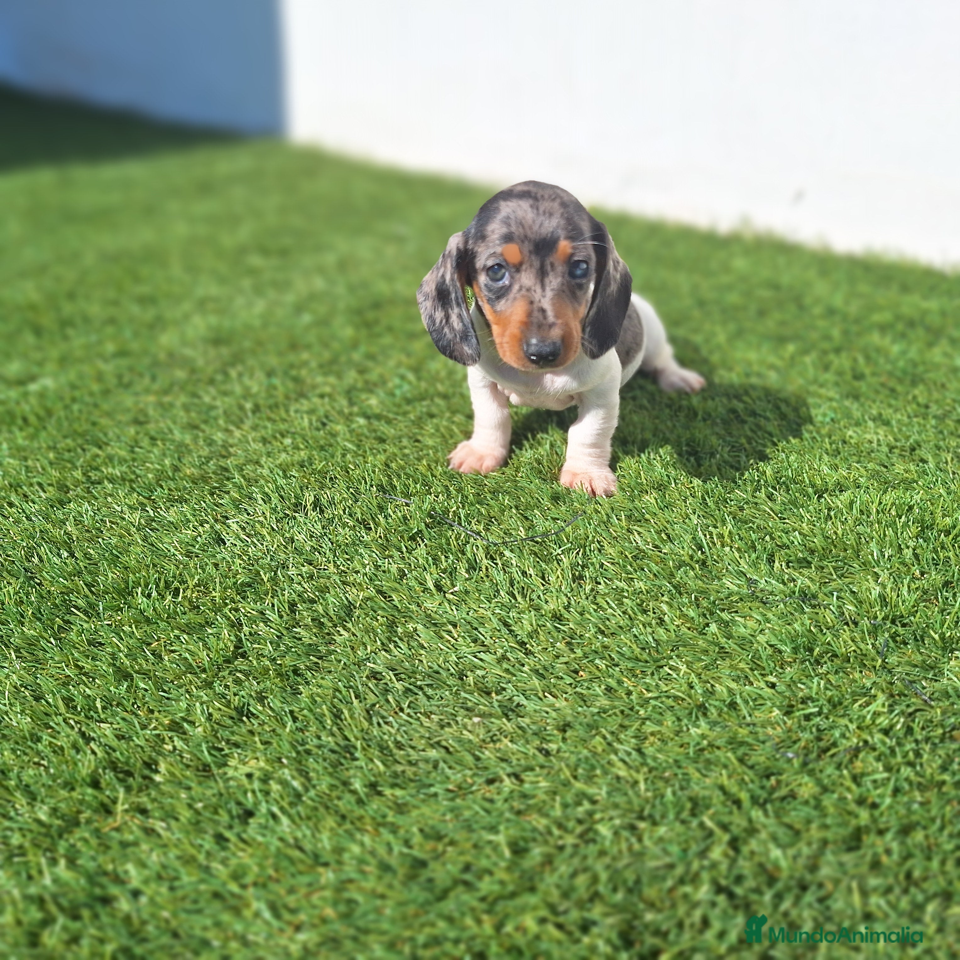 Teckel Miniatura perros TECKEL MINIATURA ARLEQUIN  - Anuncio 9