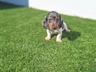 Teckel Miniatura perros TECKEL MINIATURA ARLEQUIN - Anuncio 9