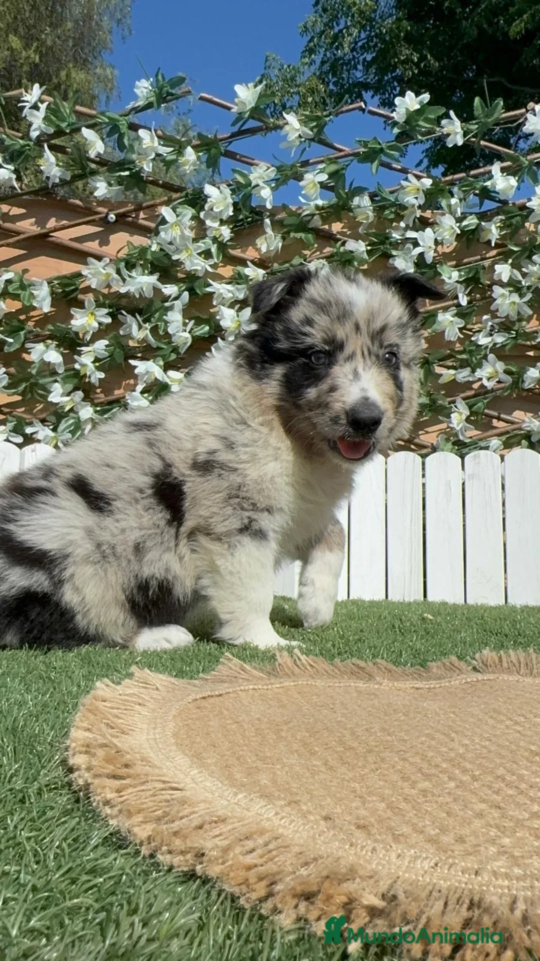 Border Collie perros en venta: BORDER COLLIE - Anuncio 2