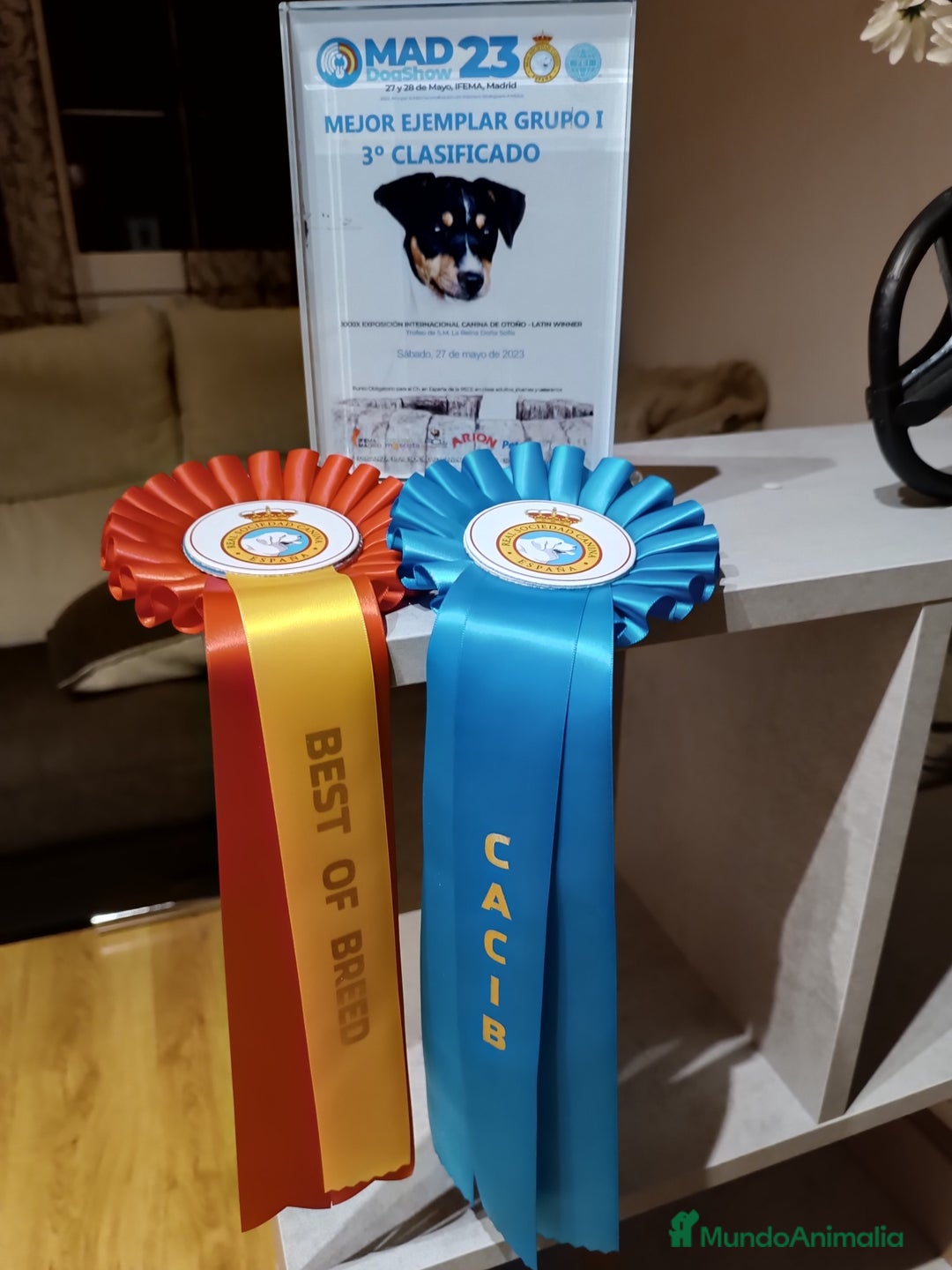 Pastor Alemán perros en venta: Pastor alemán belleza  - Anuncio 27