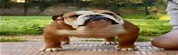 Bulldog Inglés perros en venta: Bulldog ingles HEMBRA  - Anuncio 7