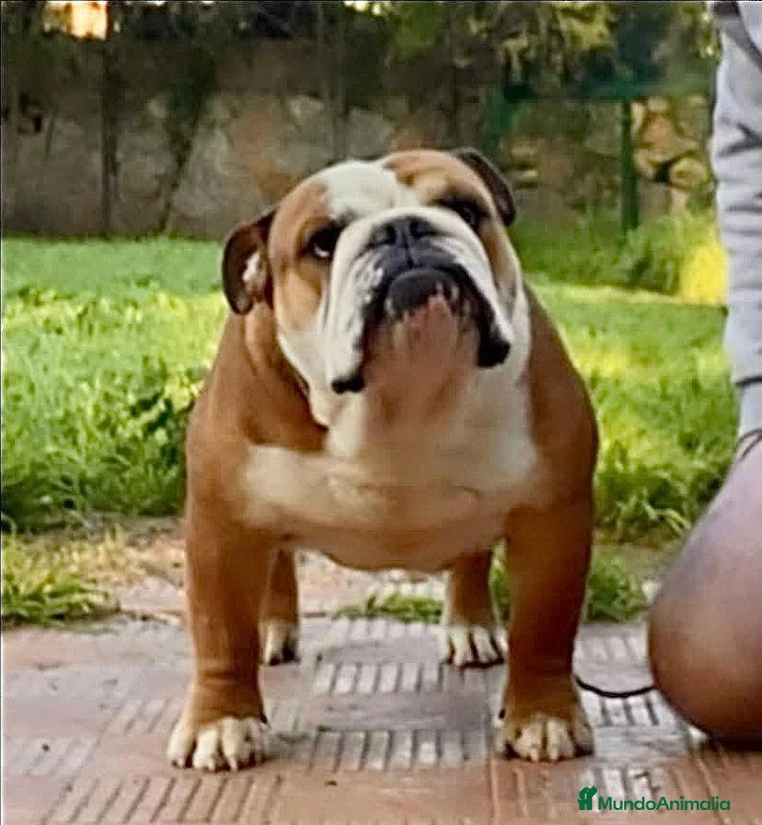 Bulldog Inglés perros en venta: Bulldog ingles HEMBRA  - Anuncio 7
