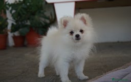 Pomerania perros en venta: 🐾 Sparky, Monk, Frosty y Prodigy – Pomerania ✨ - Imagen 4
