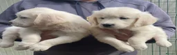 Golden Retriever perros en venta: Cachorros de GOLDEN Retriever  - Anuncio 5